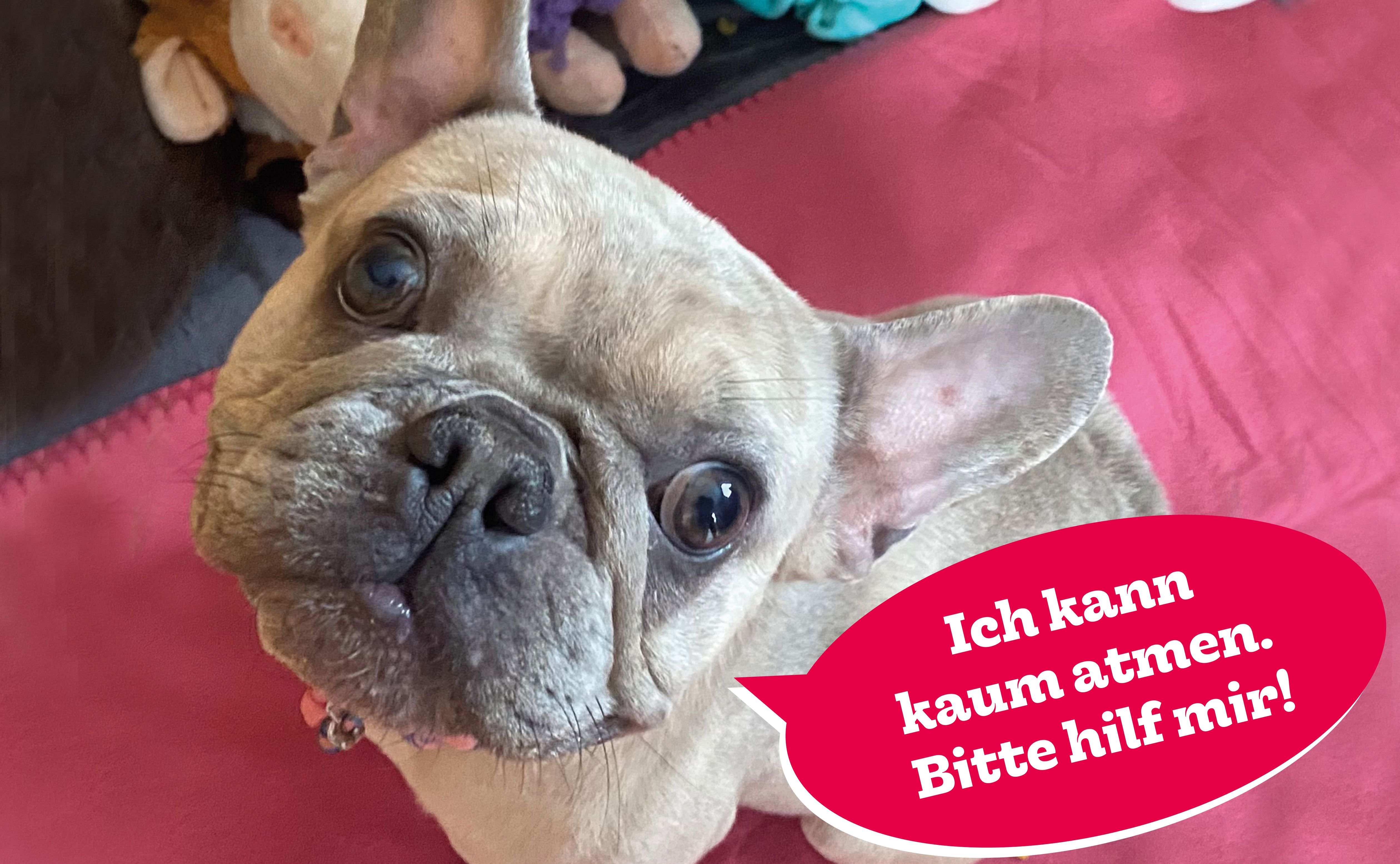 Hund, Tiervermittlung, Hunde in Not, Tierschutz, Welpe, Welpen in Not, kleine Hunde, Tierheim Hunde, Bulldogge, französische Bulldogge, Qualzucht