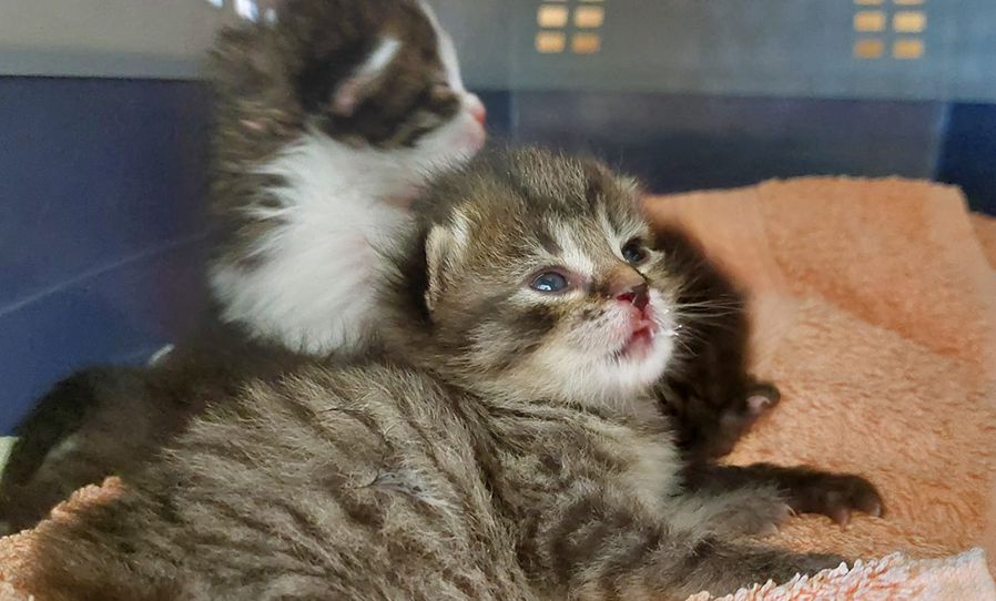 Katzenbabys, Baby, Waisen, Kätzchen, Katze, Pfotenhilfe, Tierschutzhof, Tierschutz