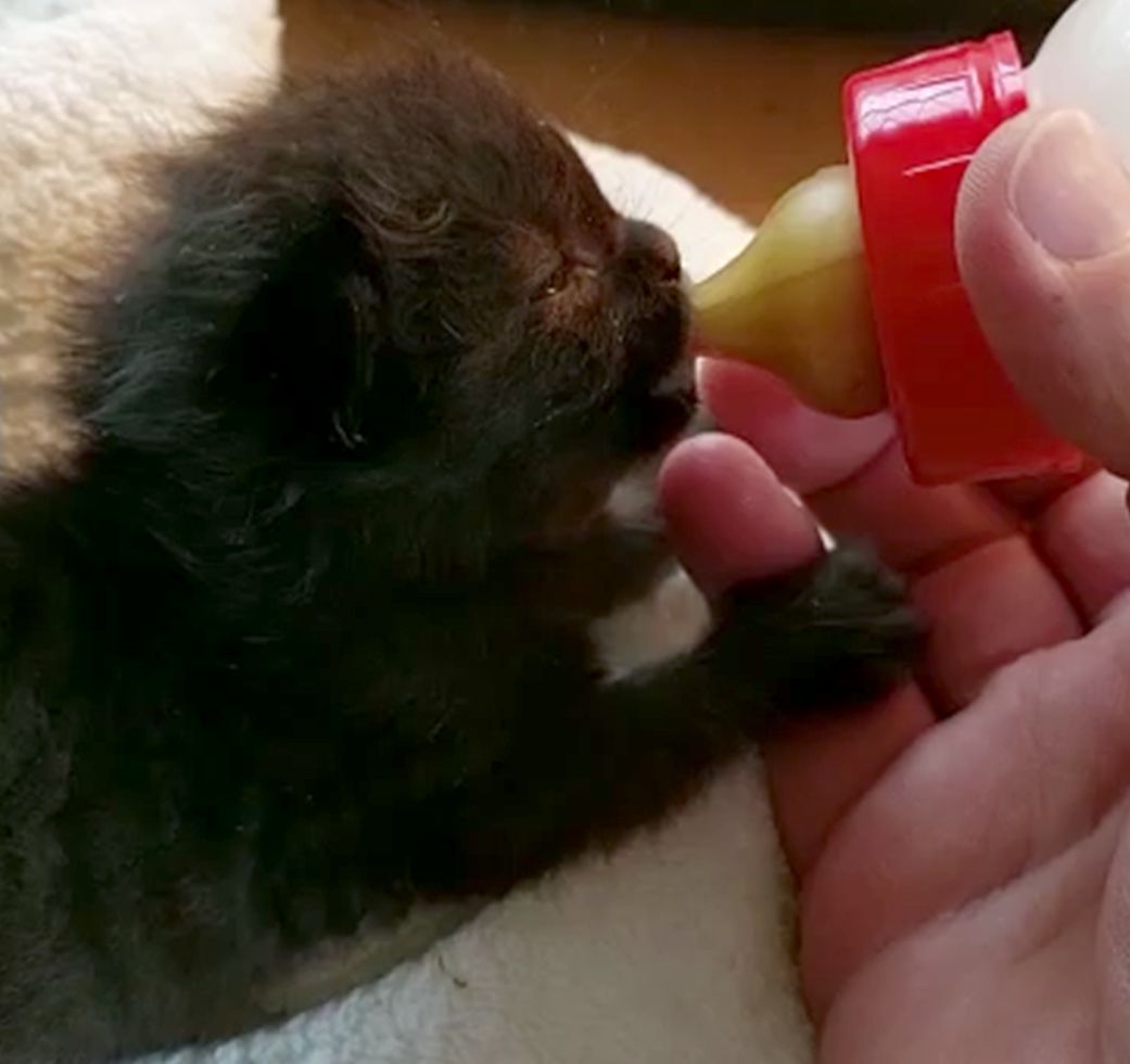 Katzenbabys, Baby, Waisen, Kätzchen, Katze, Pfotenhilfe, Tierschutzhof, Tierschutz