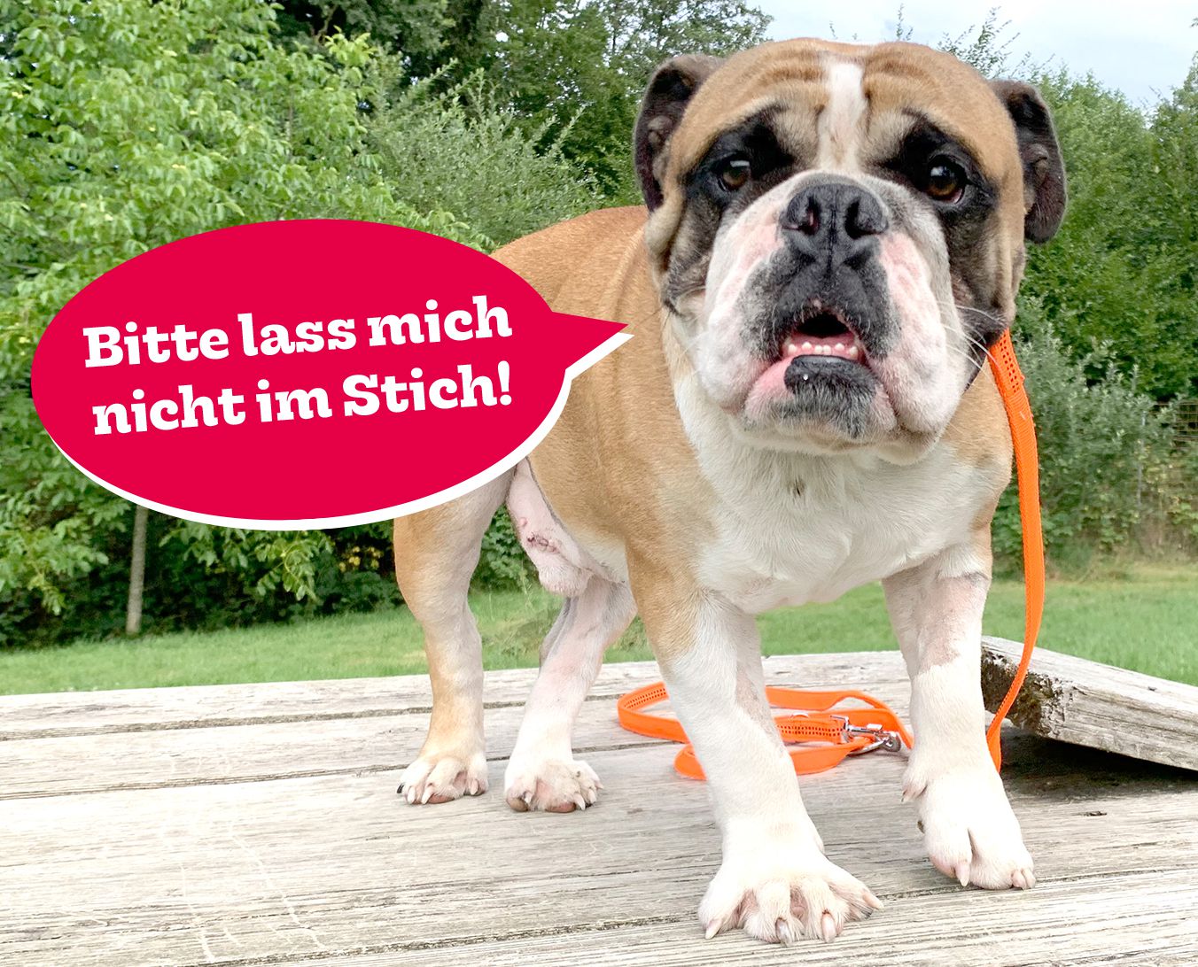 Pfotenhilfe, englische Bulldogge, Bulldogge, Qualzucht, Lochen, Tierschutz, Hund, Tier in Not, Pfotenhilfe Lochen, Urlaub