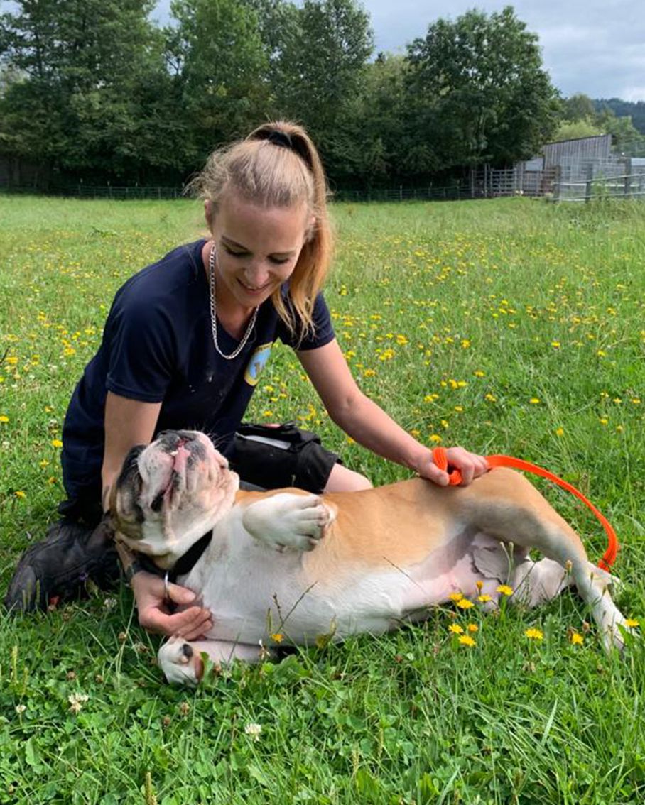 Pfotenhilfe, englische Bulldogge, Bulldogge, Qualzucht, Lochen, Tierschutz, Hund, Tier in Not, Pfotenhilfe Lochen, Urlaub