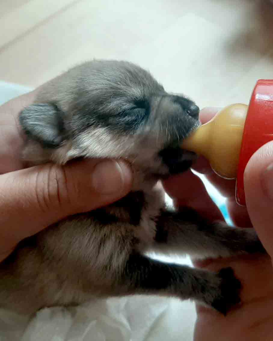 Pfotenhilfe, Hund, Hundebaby, Lochen, Tierschutz, Tier in Not, Pfotenhilfe Lochen, Hundemama, trächtig