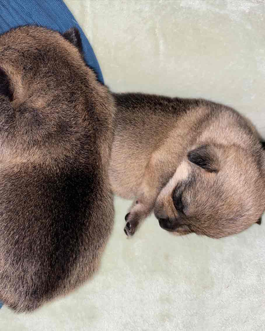 Pfotenhilfe, Hund, Hundebaby, Lochen, Tierschutz, Tier in Not, Pfotenhilfe Lochen, Hundemama, trächtig