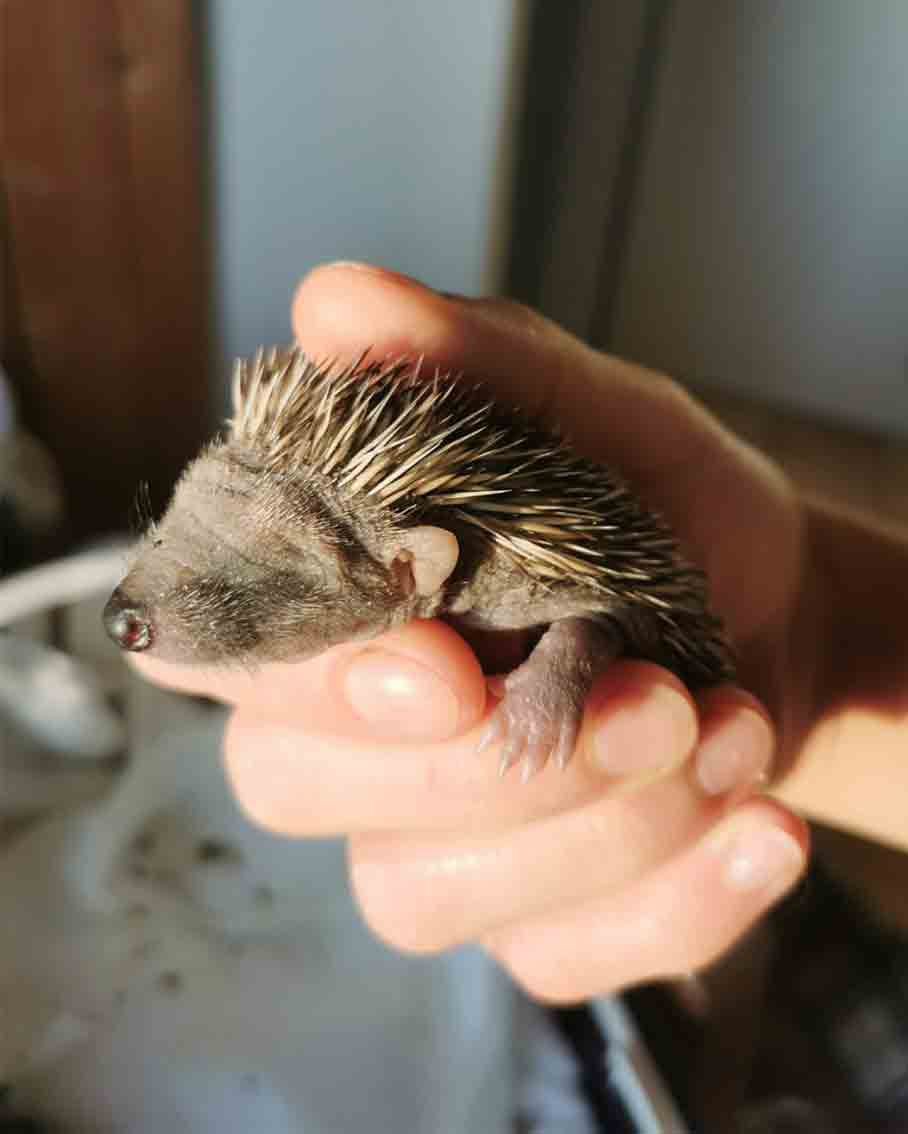 Igel, Igelbaby, PFOTENHILFE, Lochen, Tierschutz, Wildtiere, Winter, Kälte