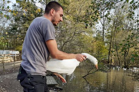 Pfleger setzt Gans aus