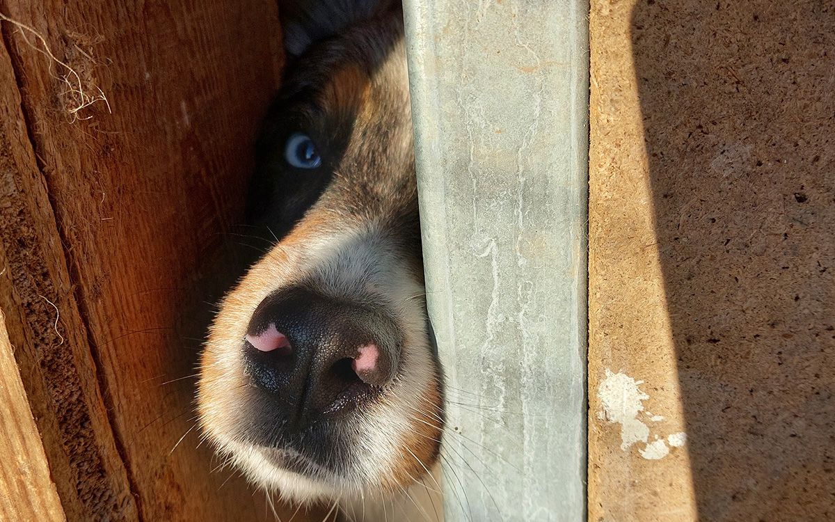 Hunde, Katzen, Welpen, Tierquälerei, Pfotenhilfe Lochen, Tierschutz, Rettung, Maine-Coon-Katze, Bengalkatze, Australian Shepherd, Border Collie, Chihuahua