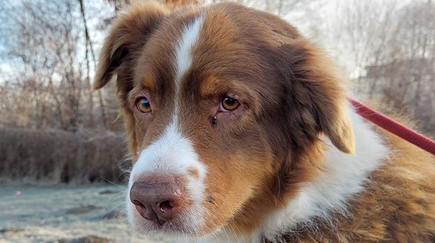 Hunde, Katzen, Welpen, Tierquälerei, Pfotenhilfe Lochen, Tierschutz, Rettung, Maine-Coon-Katze, Bengalkatze, Australian Shepherd, Border Collie, Chihuahua