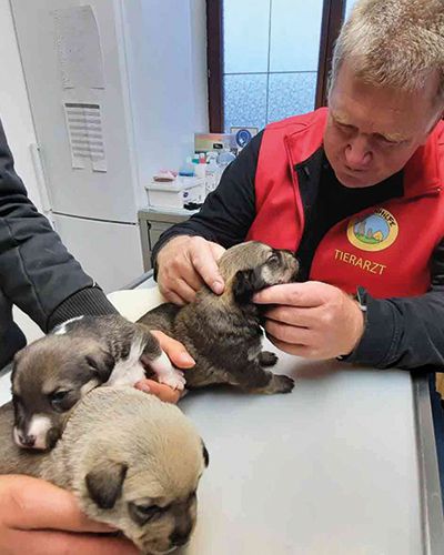 Pfotenhilfe Lochen, Pfotenhilfe, Tierschutz, Hund, Rettung, Welpen, trächtig, Babys