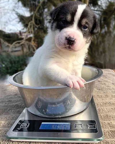 Pfotenhilfe Lochen, Pfotenhilfe, Tierschutz, Hund, Rettung, Welpen, trächtig, Babys