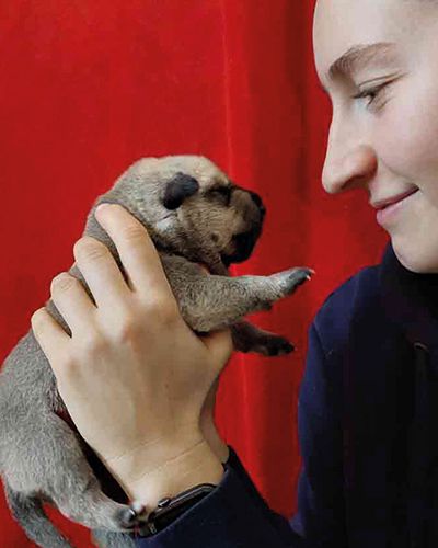 Pfotenhilfe Lochen, Pfotenhilfe, Tierschutz, Hund, Rettung, Welpen, trächtig, Babys