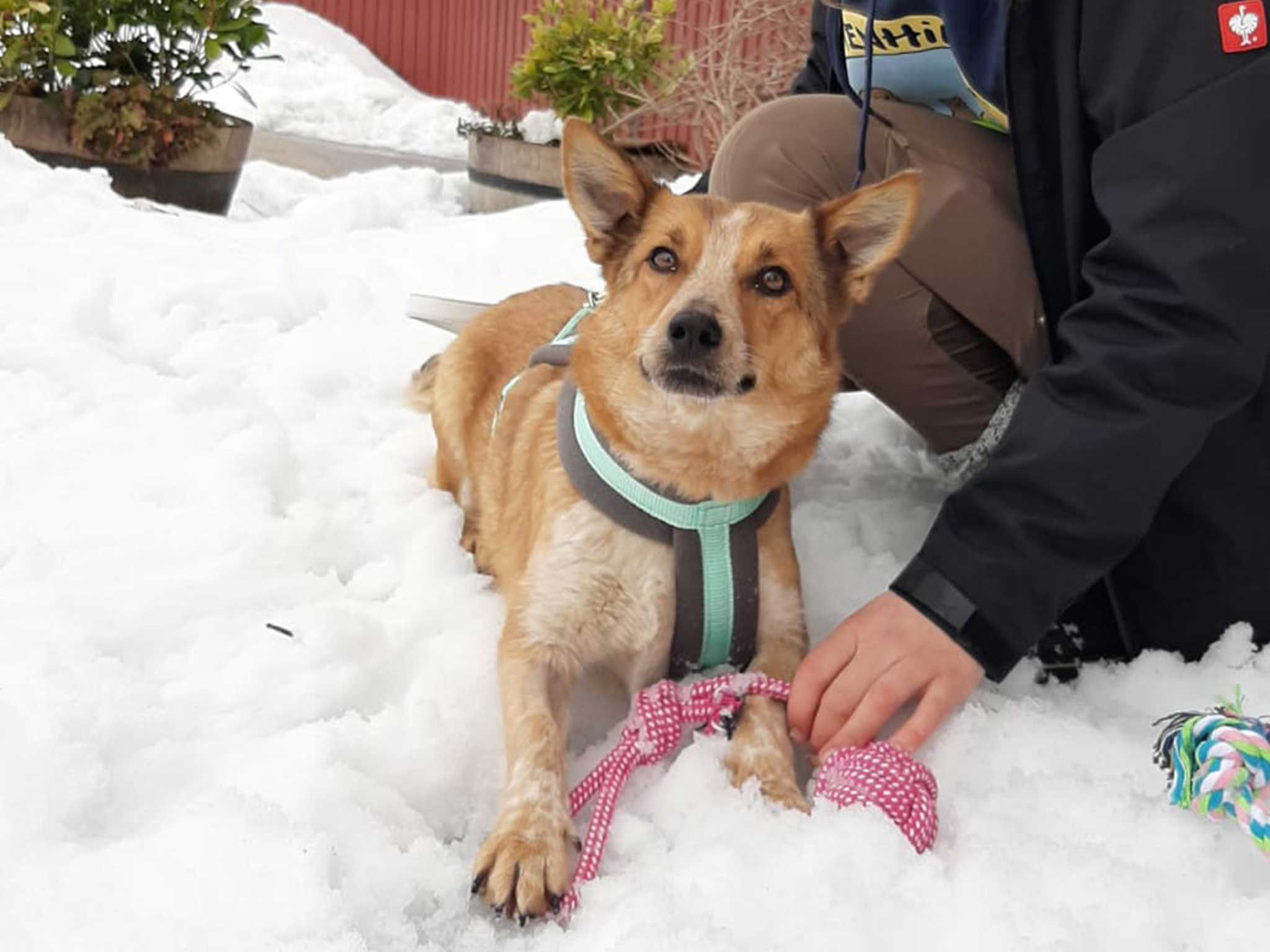 Pfotenhilfe Lochen, Pfotenhilfe, Tierschutz, Hund, Hündin, Rettung, Welpen, trächtig, Babys