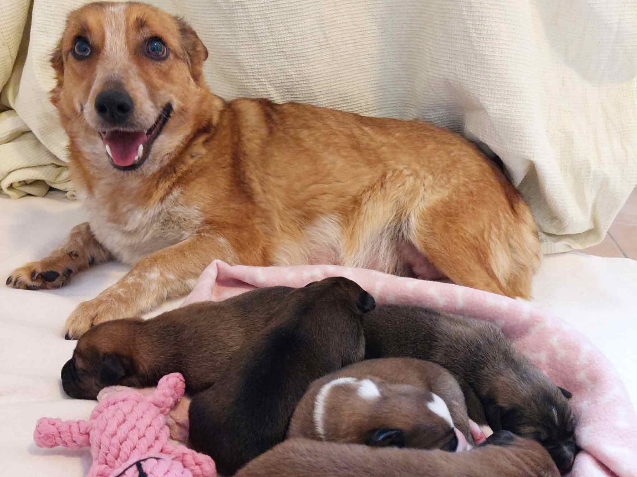 Pfotenhilfe Lochen, Pfotenhilfe, Tierschutz, Hund, Hündin, Rettung, Welpen, trächtig, Babys