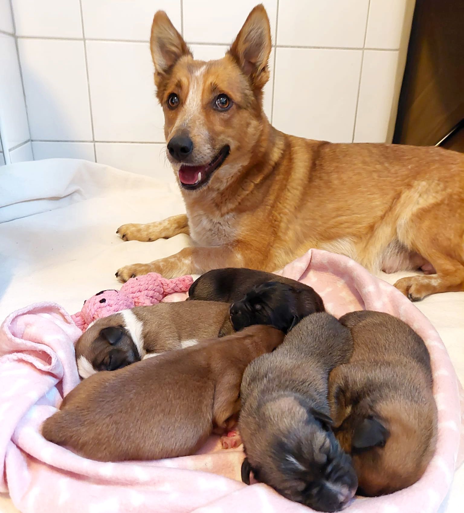 Pfotenhilfe Lochen, Pfotenhilfe, Tierschutz, Hund, Hündin, Rettung, Welpen, trächtig, Babys