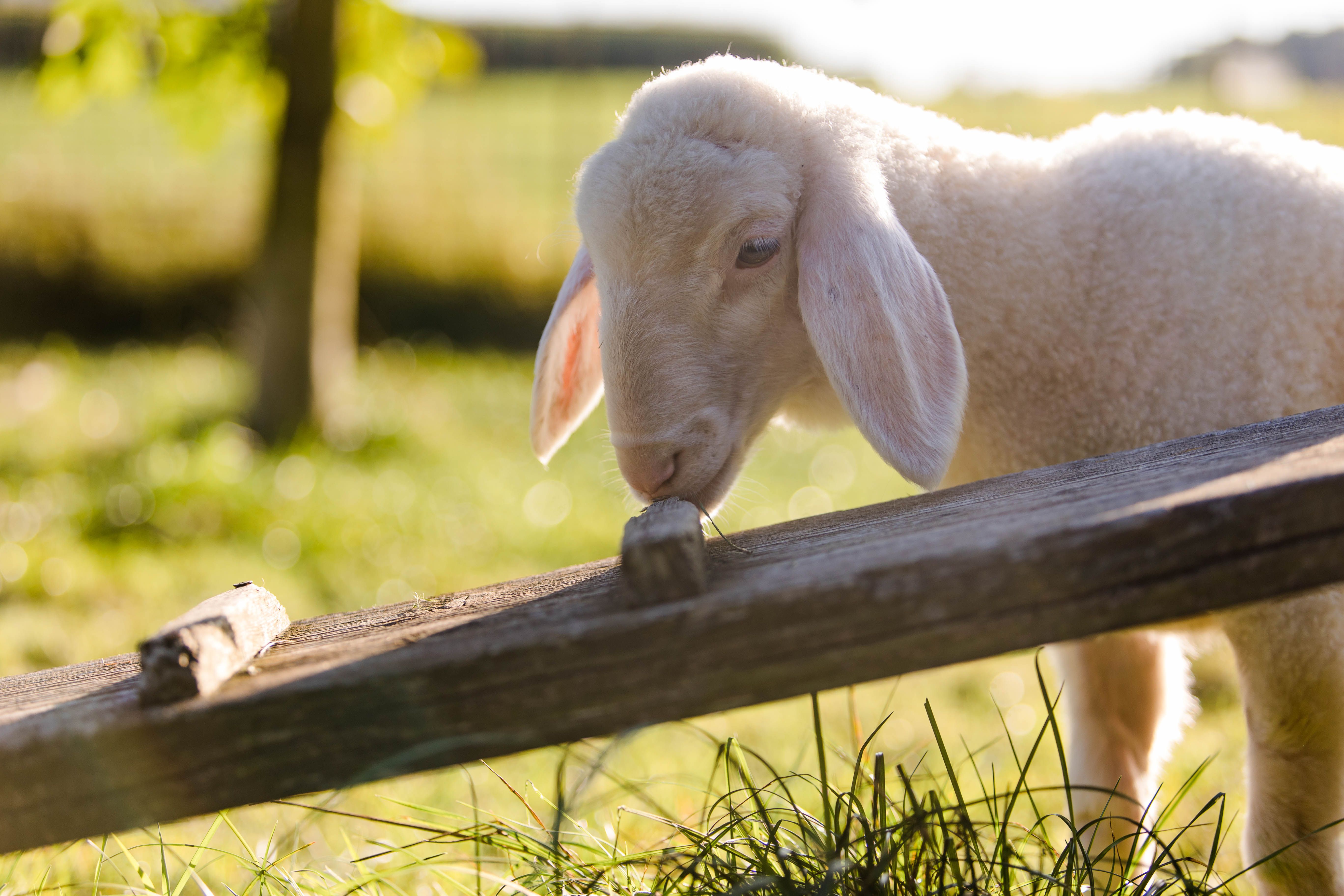 Pfotenhilfe, Tierschutz, Lamm, Lämmchen, Chili, Pfotenhilfe Lochen, Lochen