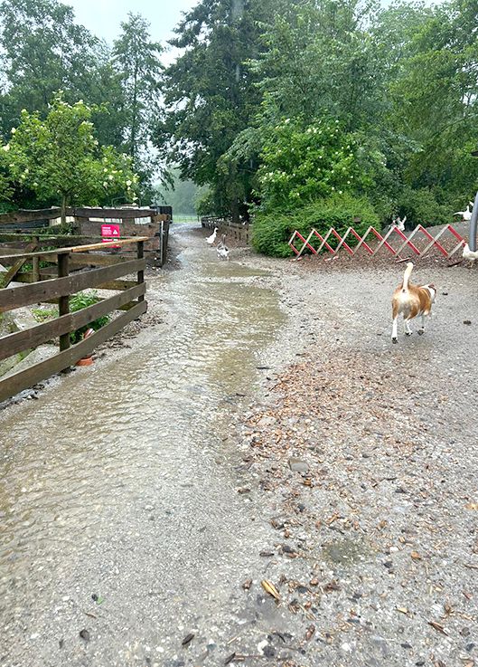 Unwetter, Notfall, Tierschutzhof Pfotenhilfe, Pfotenhilfe Lochen, Lochen, Pfotenhilfe