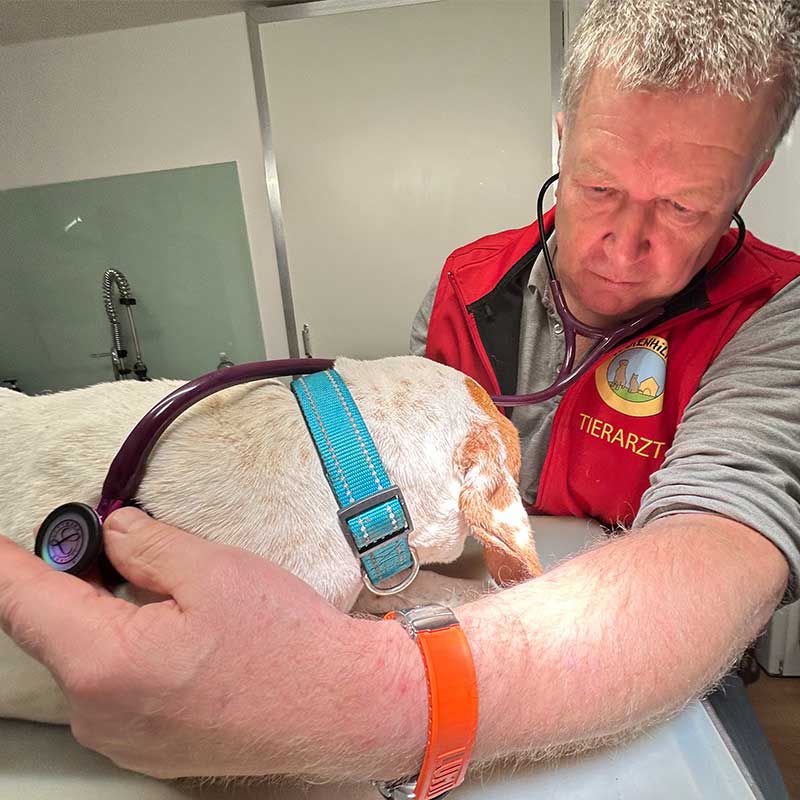 Hund Hildi beim Tierarzt