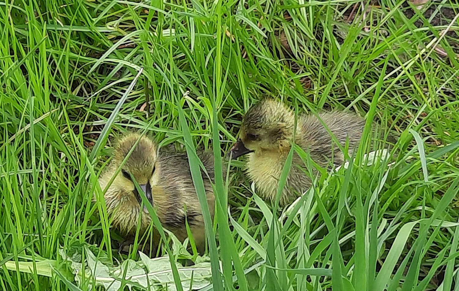 Baby-Gänse im Gras