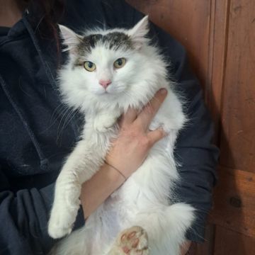 Katze Pauli