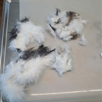 Katze Pauli