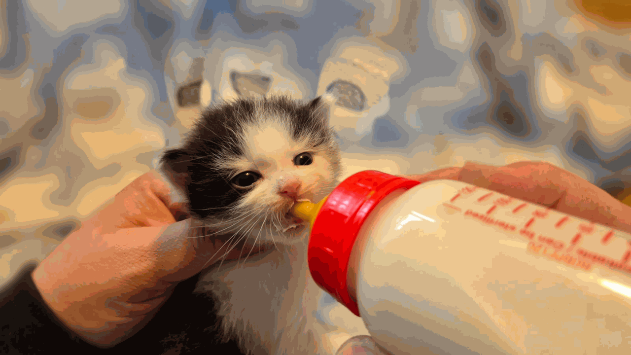 Fundkater Pauli