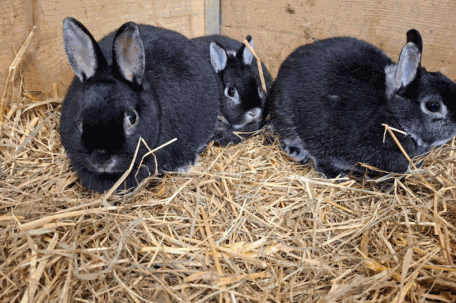 Hase