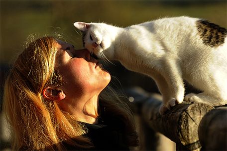 Katzenvermittlung mit der Pfotenhilfe. Katze adoptieren und gleichzeitig einen Beitrag zum Tierschutz leisten.