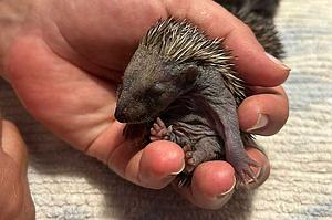 Meine Spende für die verwaisten Igel