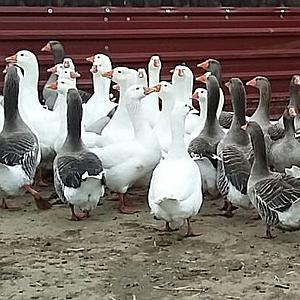 Vogelgrippe nähert sich der PFOTENHILFE