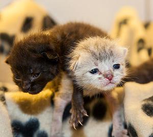 Babykatzen