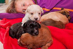 Hundewelpen