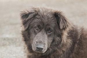 Susi