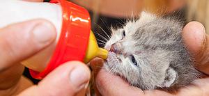 Babykatzen Mai