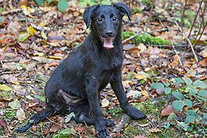 Meine Spende für Hundebaby Luna