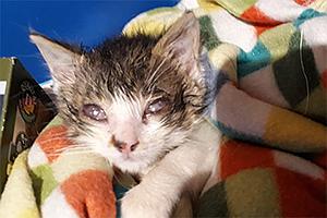 Meine Spende für kranke Babykatzen