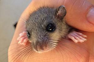 Meine Spende für die Wildtierbabys
