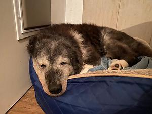 Meine Spende für Hundeoma Lady
