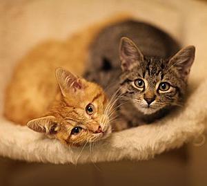 Katzenbabys