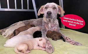 Mami Sophie und ihre elf Babys brauchen unsere Hilfe!