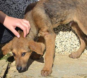 Hundewelpen