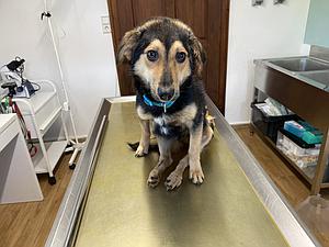 Helfen Sie Resi wieder richtig "Hund sein" zu können!