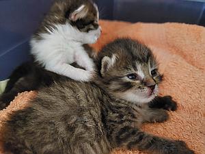 Meine Spende für die Katzen