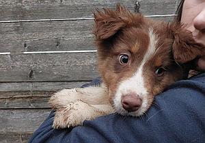Meine Spende für die armen Tiere