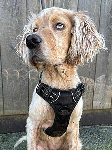 Meine Spende für den Spanielwelpen