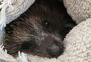 Meine Spende für die Igel