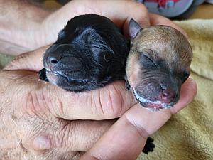 Meine Spende für die armen Hunde