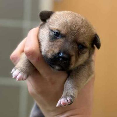 Meine Spende für die Hundefamilie