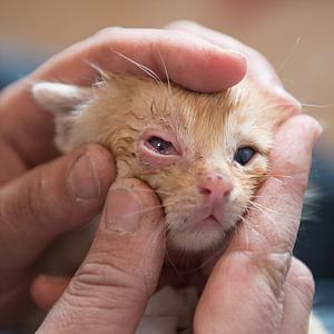 Helfen Sie unseren kranken Babykatzen - T3