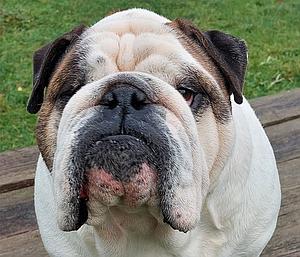 Meine Spende für die arme Bulldogge